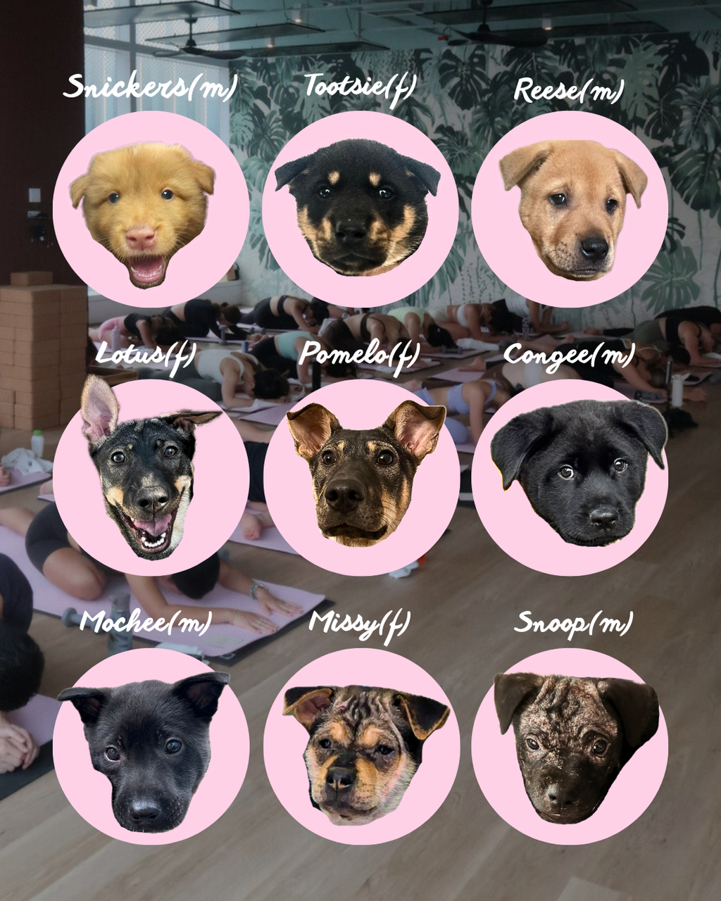 March 8th: Charity Puppy Yoga